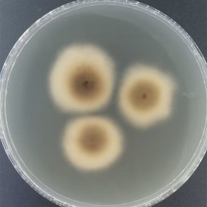 Ceratocystis tiliae-BNCC