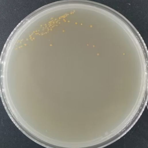 Aspergillus niger-BNCC
