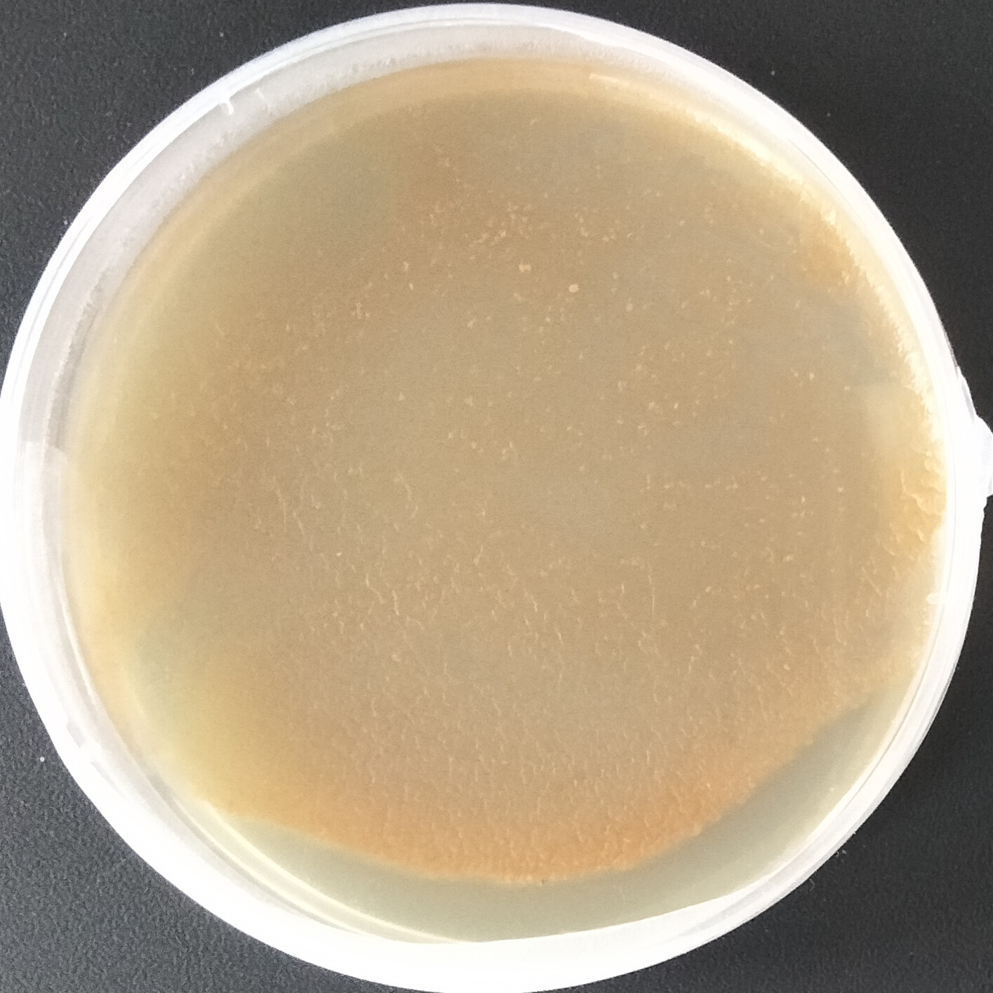 Brown red Pseudomonas aeruginosa-BNCC