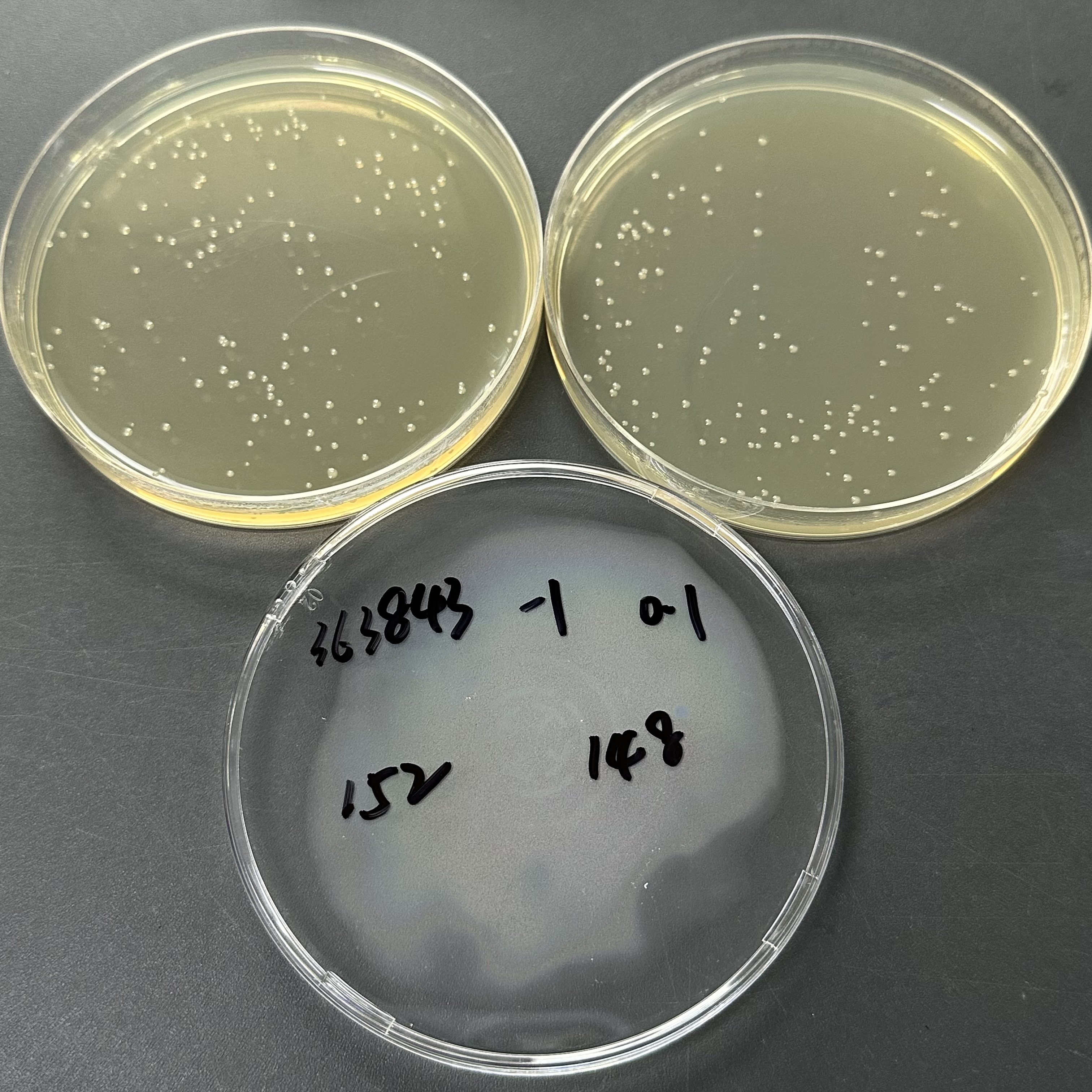 Quantitative strain of Escherichia coli-BNCC