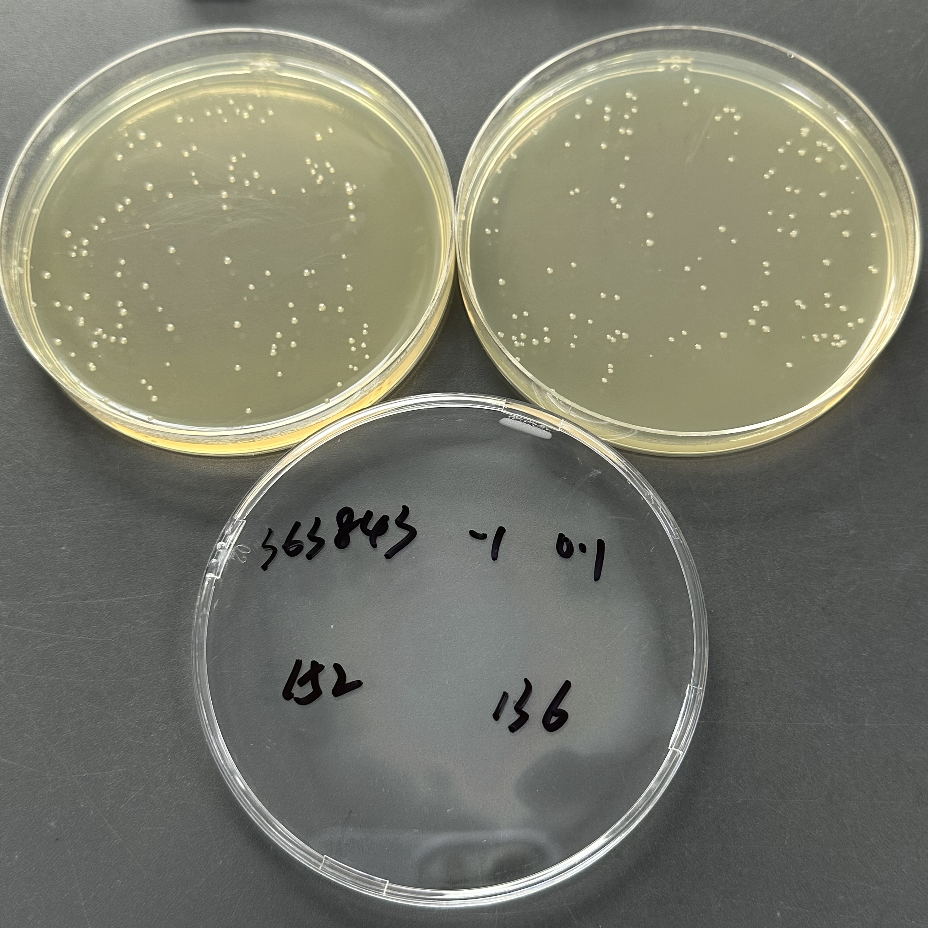 Quantitative strain of Escherichia coli-BNCC