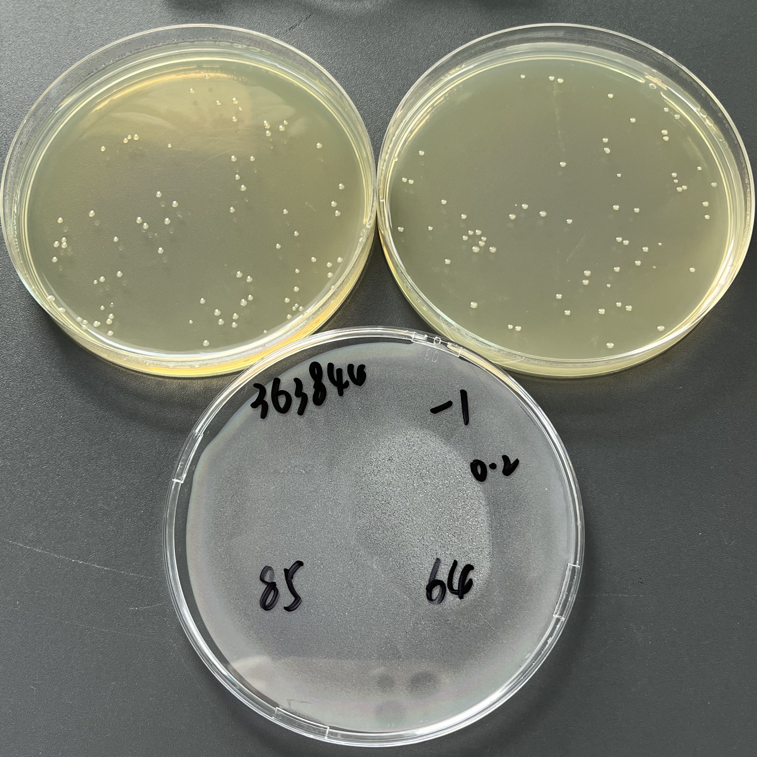Quantitative strain of Escherichia coli-BNCC