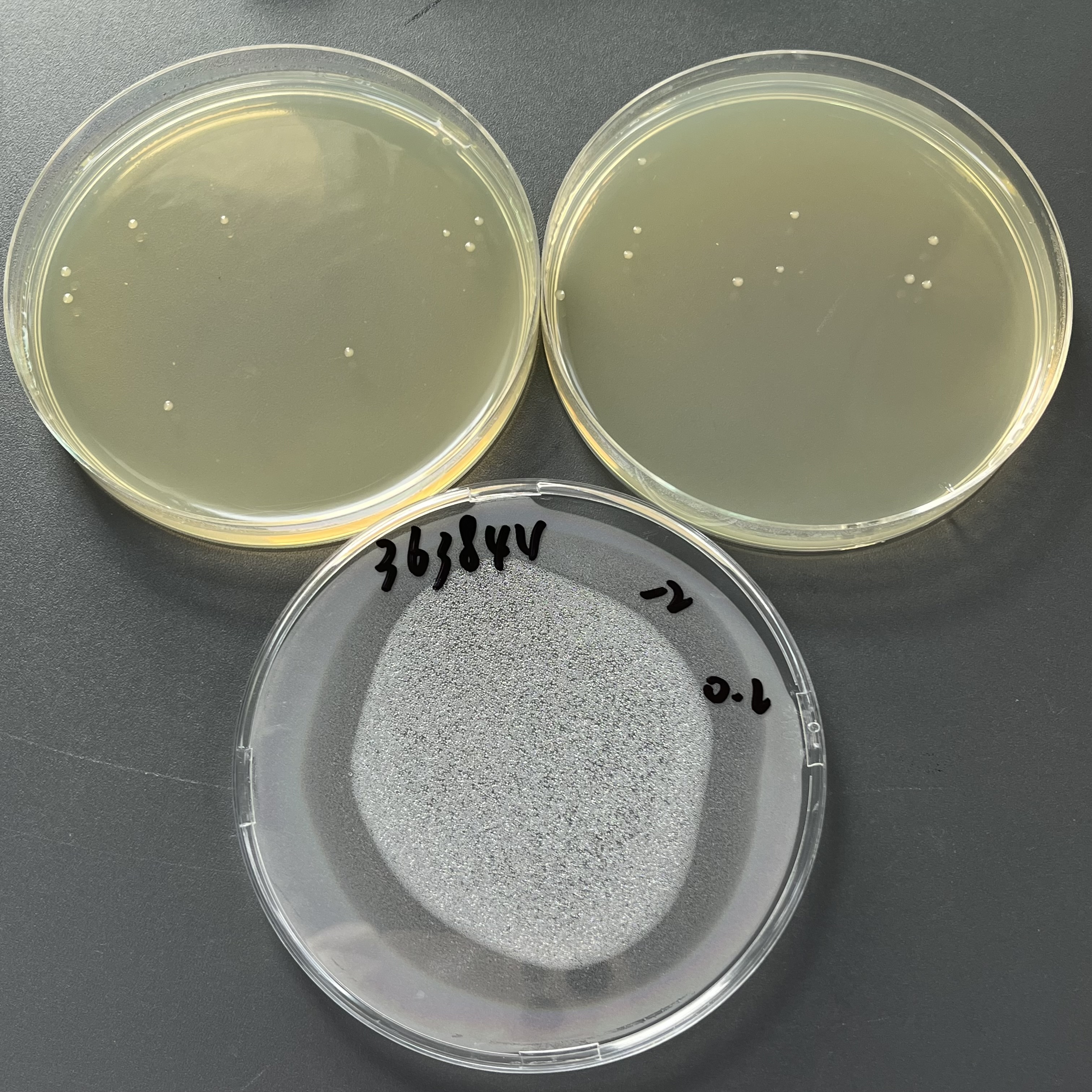 Quantitative strain of Escherichia coli-BNCC