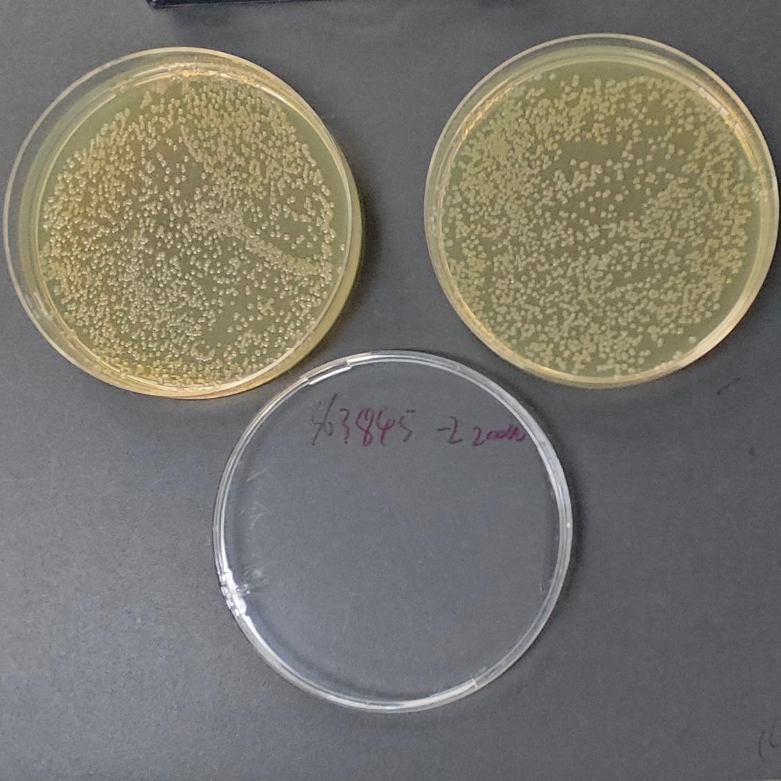 Salmonella enterica subspecies enterica mR595 [R595] Quantitative Strain-BNCC