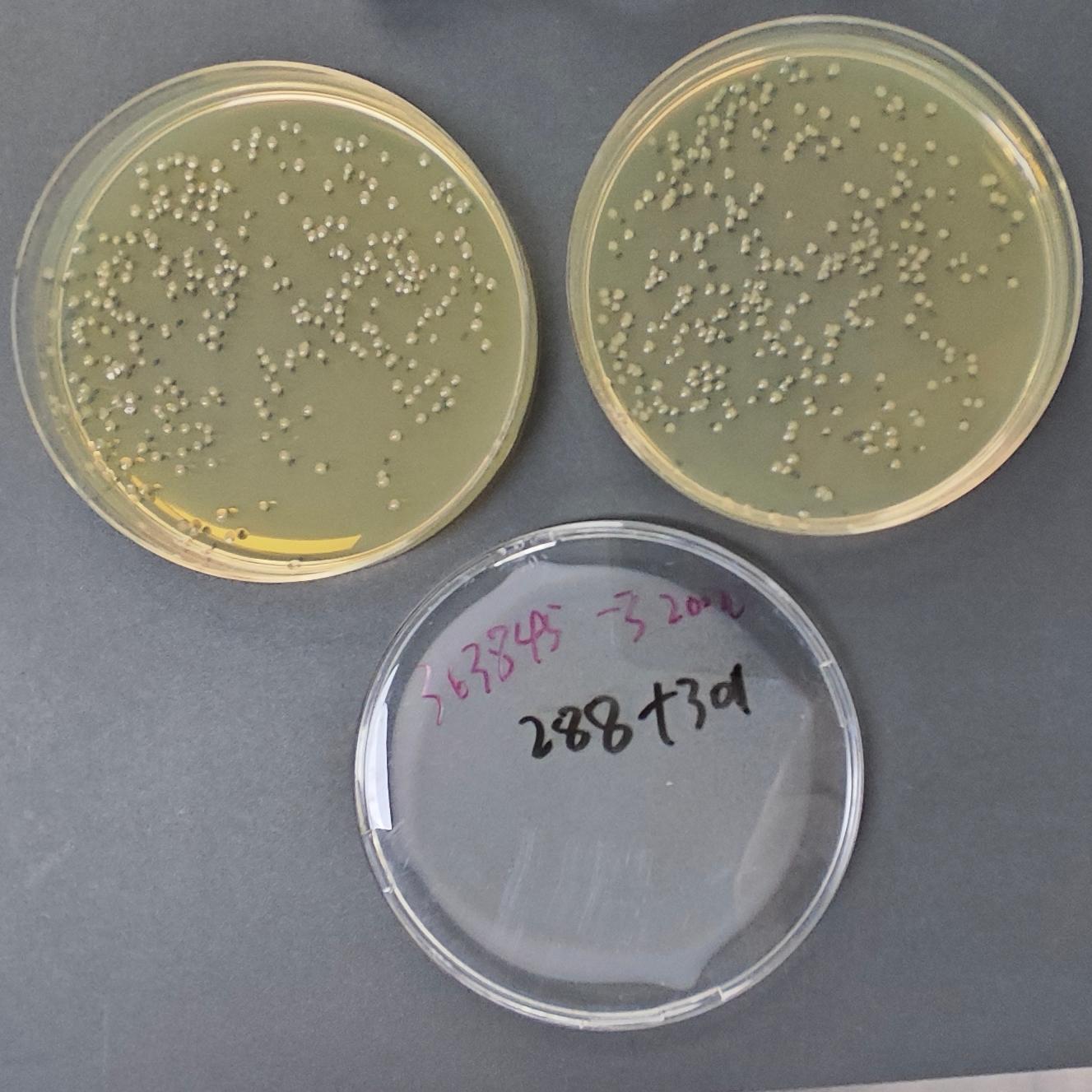 Salmonella enterica subspecies enterica mR595 [R595] Quantitative Strain-BNCC