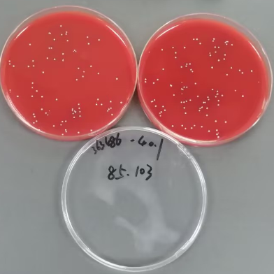 Streptococcus agalactiae Quantitative Strain-BNCC