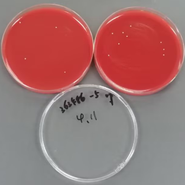Streptococcus agalactiae Quantitative Strain-BNCC