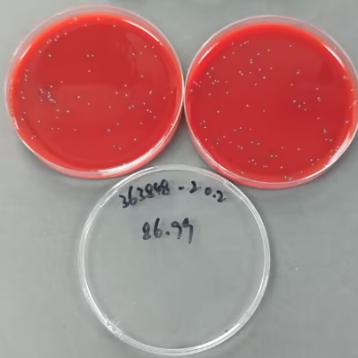 Canine Streptococcus STR T1 Quantitative Strain-BNCC