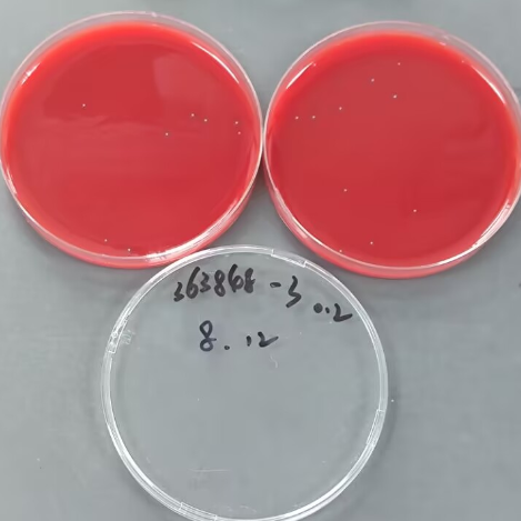 Canine Streptococcus STR T1 Quantitative Strain-BNCC