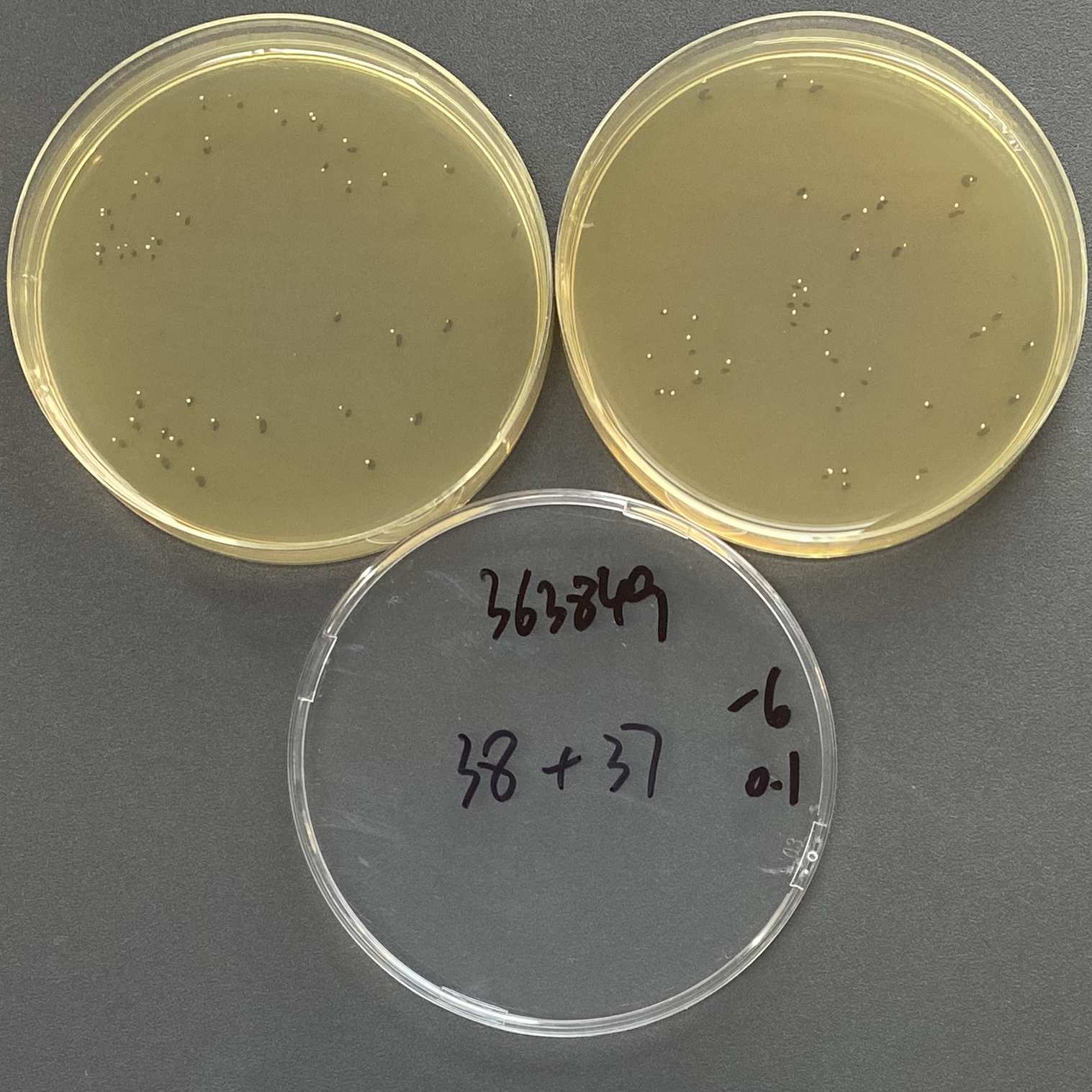 Enterococcus faecalis Quantitative Strain-BNCC