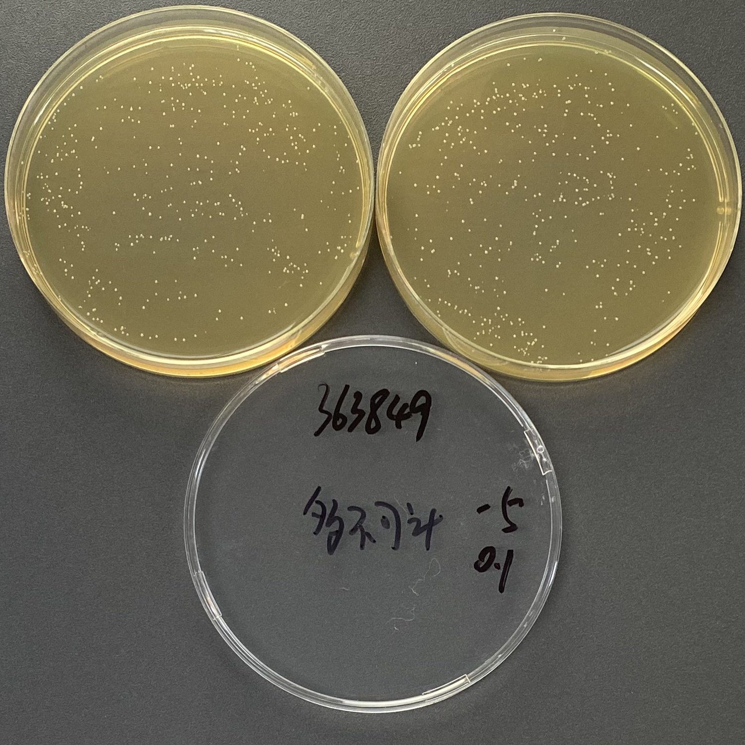 Enterococcus faecalis Quantitative Strain-BNCC