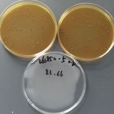 Lactobacillus fermentum Quantified Strain-BNCC