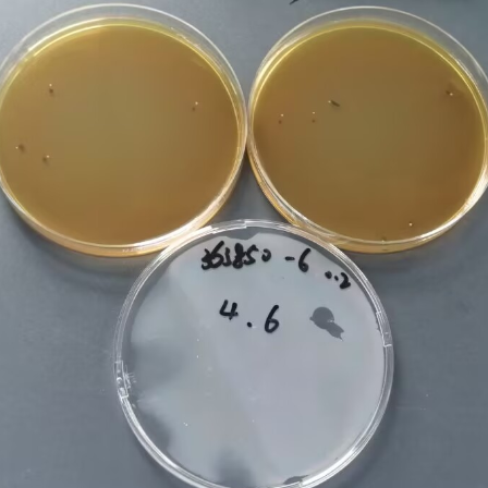 Lactobacillus fermentum Quantified Strain-BNCC