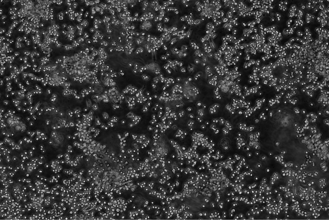 Bovine parvovirus DNA standard-BNCC