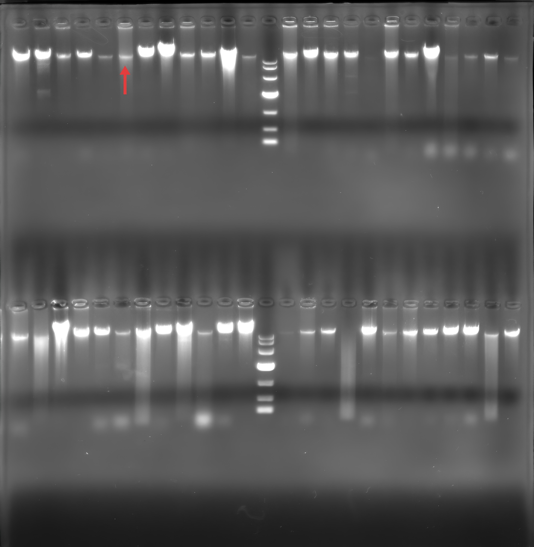 Genomic DNA of Shigella baumannii-BNCC