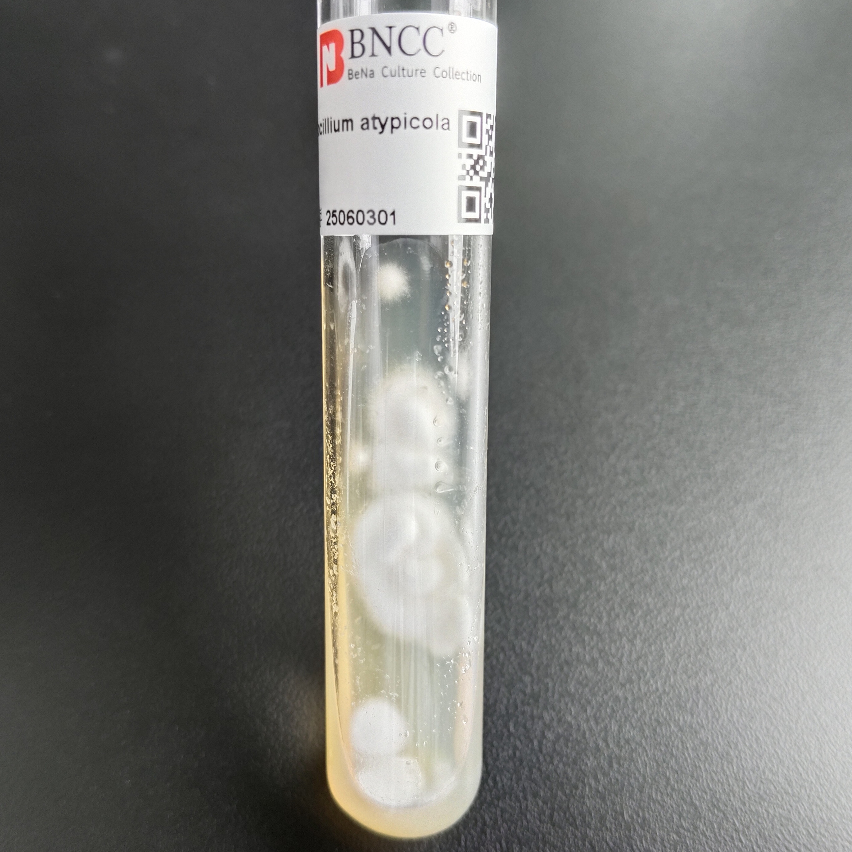 Purpureocillium atypicala-BNCC