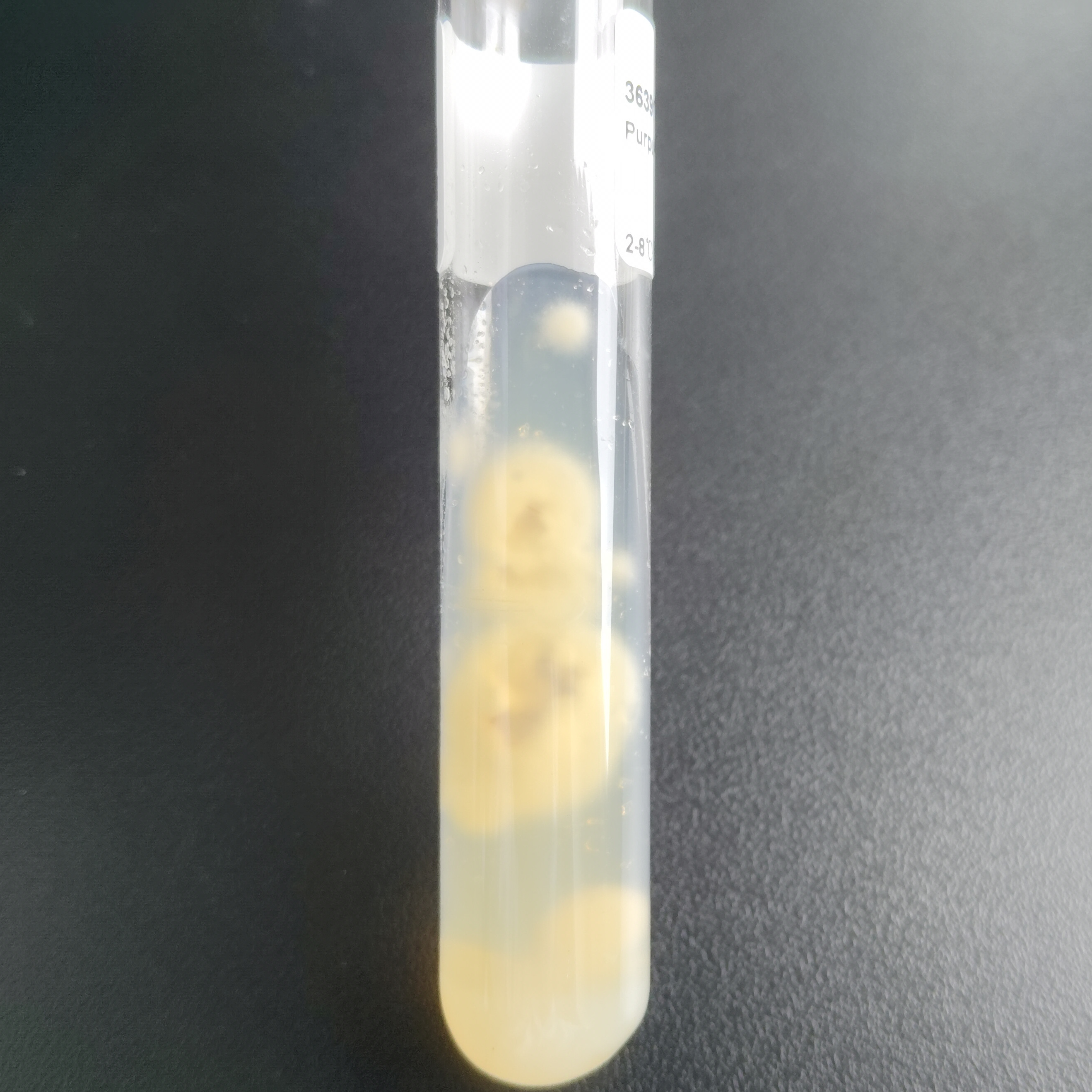 Purpureocillium atypicala-BNCC