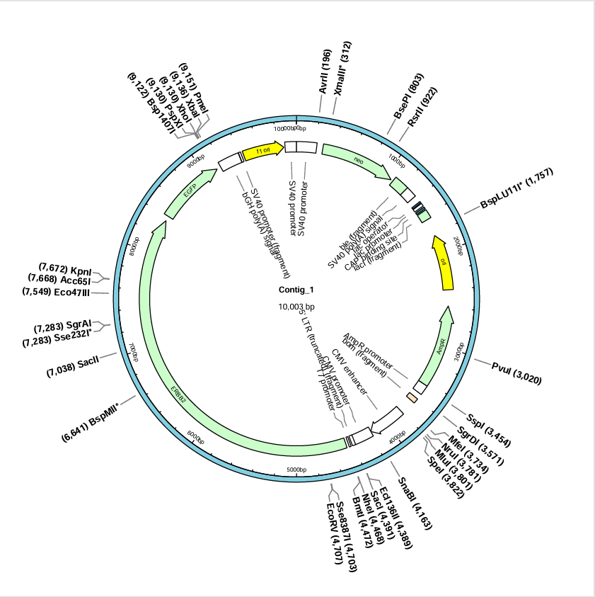 pCDNA3.1-ERBB2(human)-9-3×Linker-EGFP-BNCC