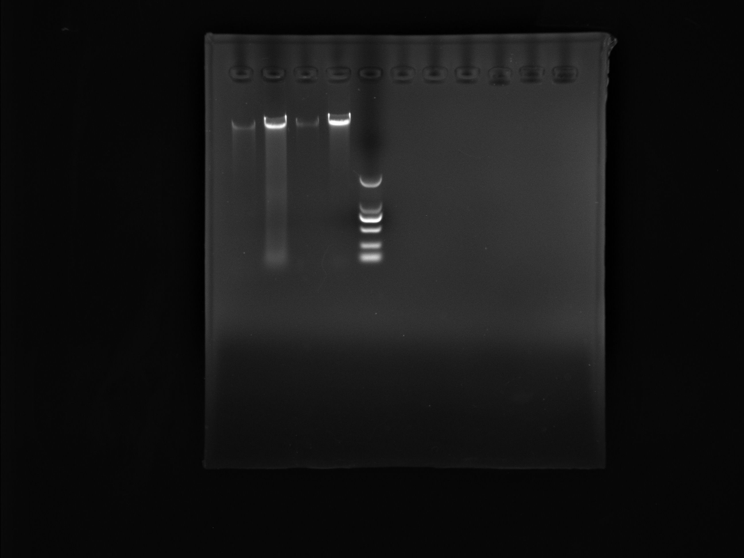 Indoor quality control material for human herpesvirus 5 deoxyribonucleic acid liquid (cytomegalovirus)-BNCC