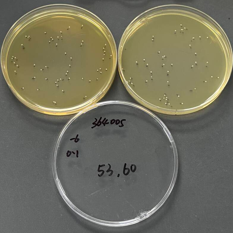 Quantitative strain of Enterococcus faecalis-BNCC