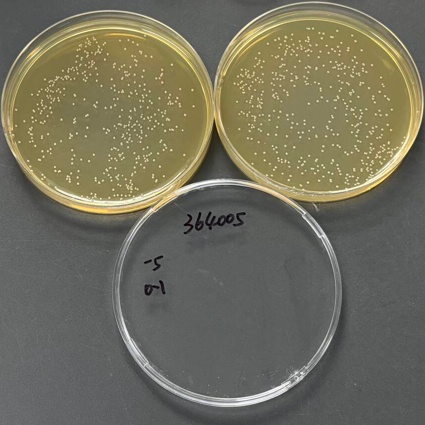 Quantitative strain of Enterococcus faecalis-BNCC