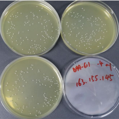 Quantitative strain of Streptococcus agalactiae-BNCC