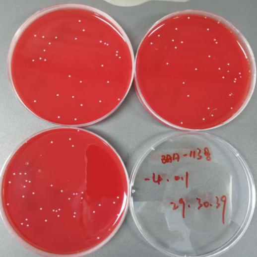 Quantitative strain of Streptococcus agalactiae-BNCC