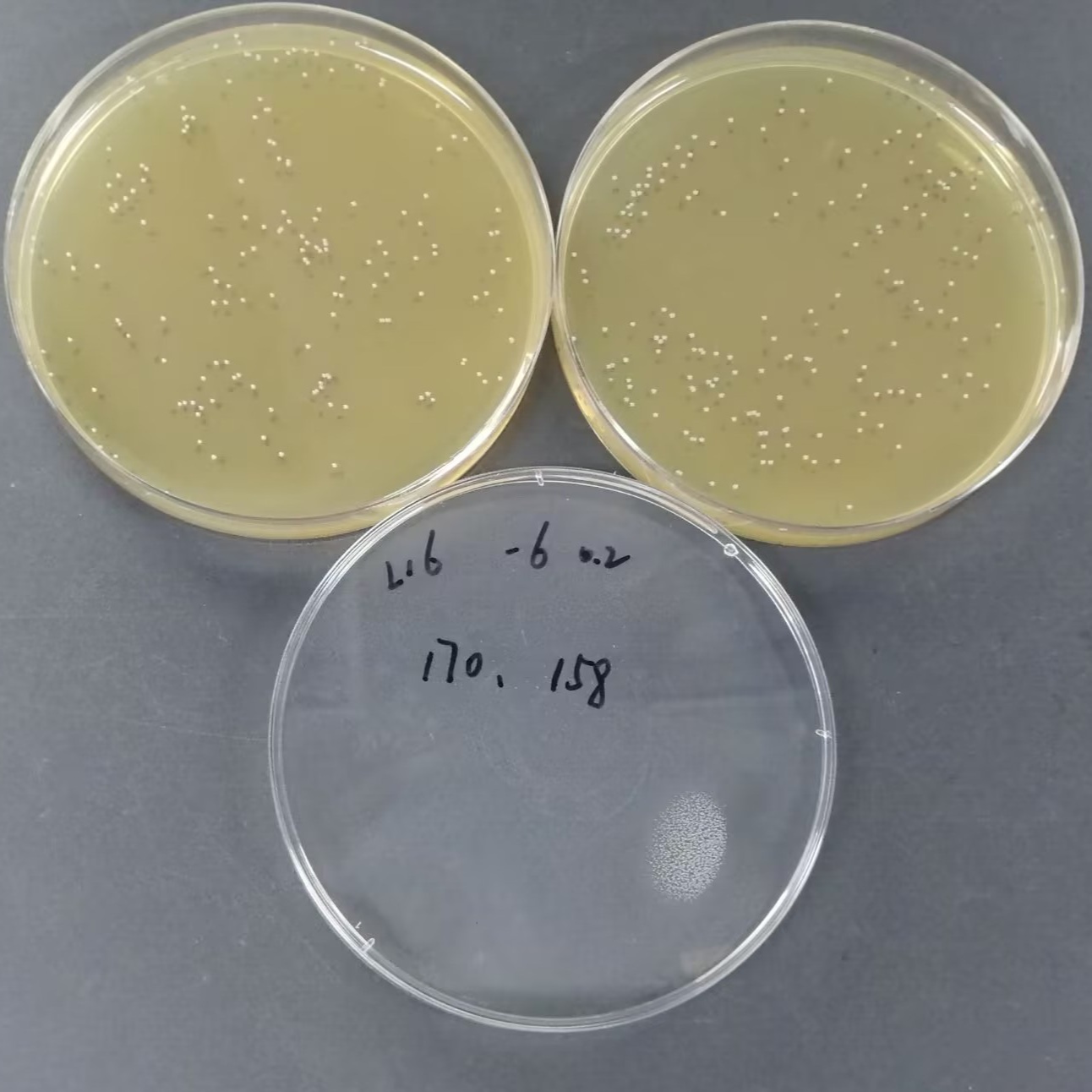 Enterococcus faecalis Quantitative Strain-BNCC