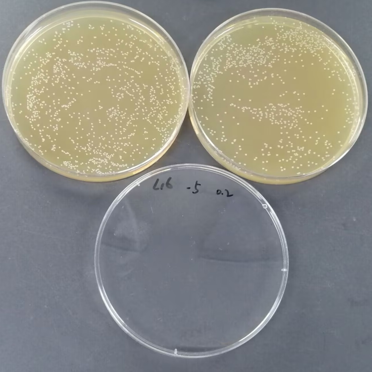 Enterococcus faecalis Quantitative Strain-BNCC
