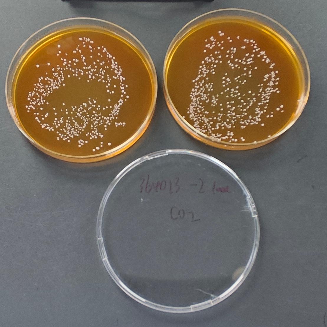 Lactobacillus plantarum Quantified Strain-BNCC