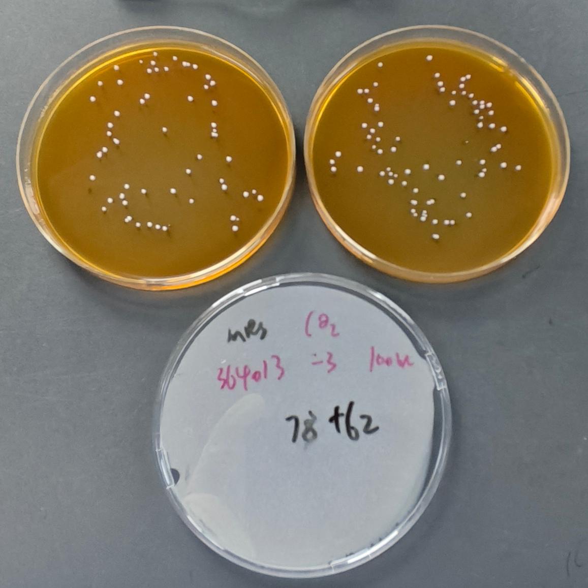 Lactobacillus plantarum Quantified Strain-BNCC