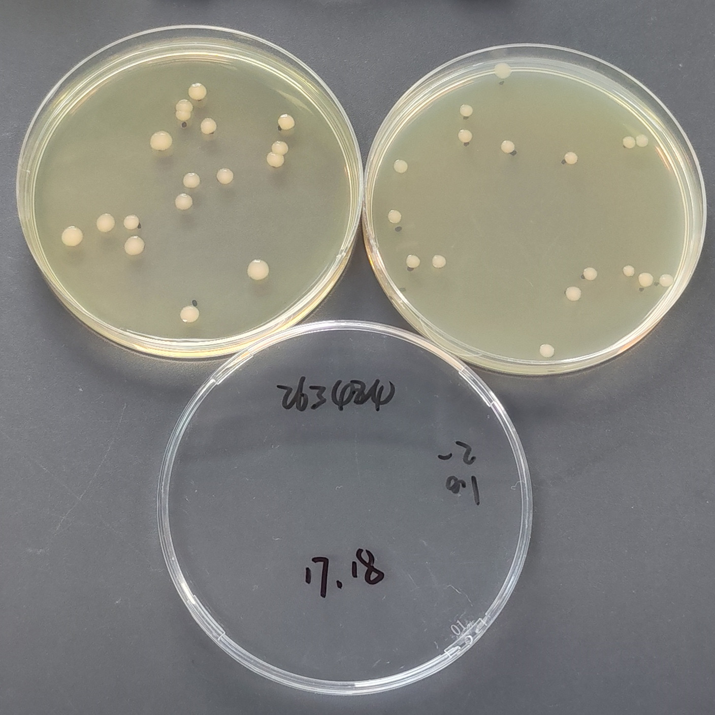 Quantitative strain of Escherichia coli-BNCC