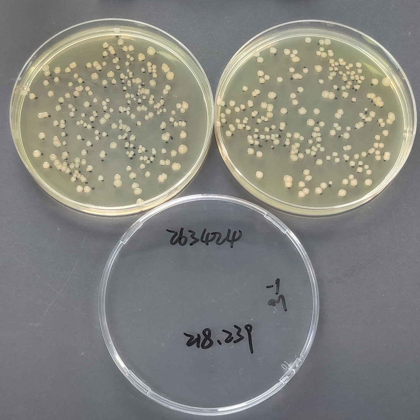 Quantitative strain of Escherichia coli-BNCC