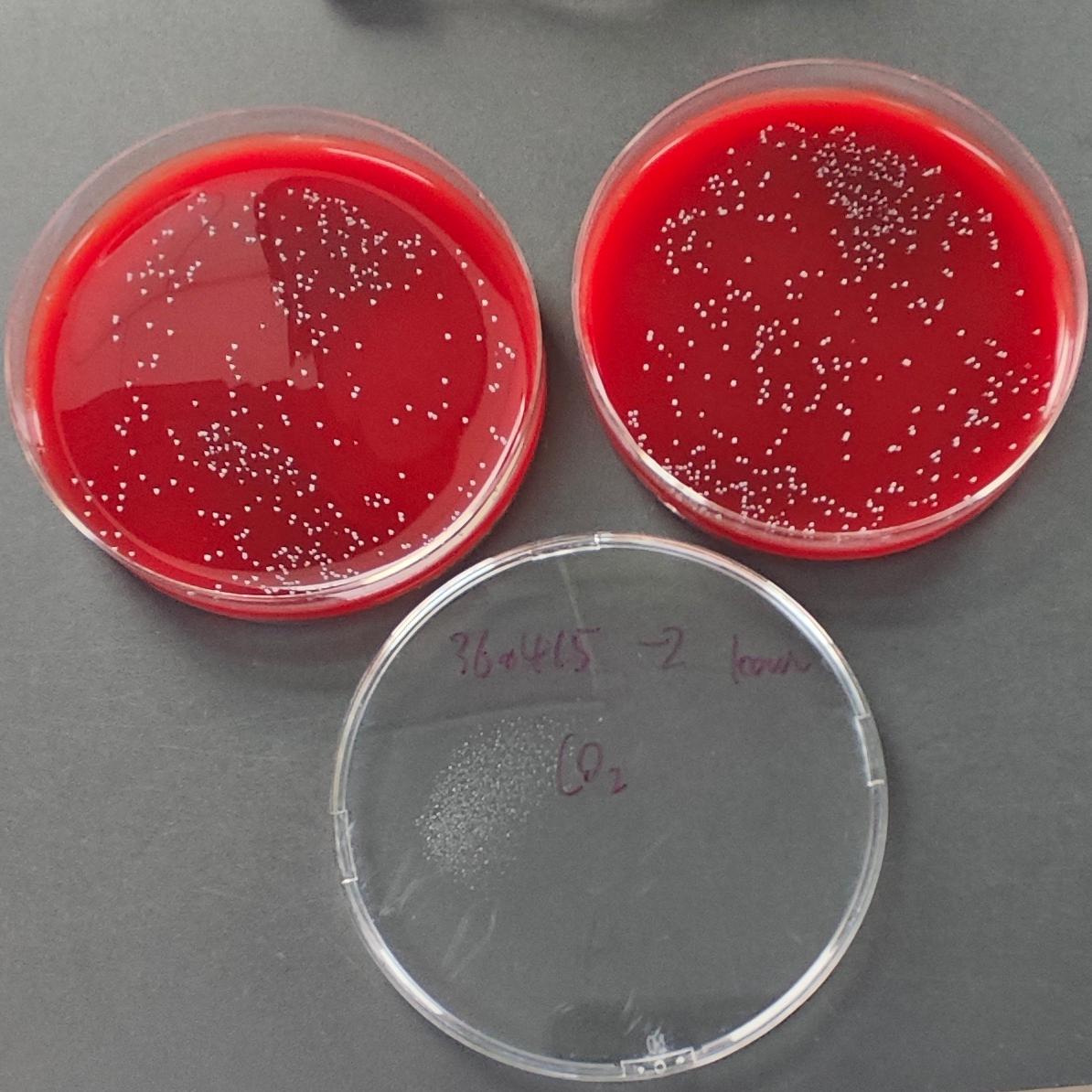 Intermediate Streptococcus Quantified Strain-BNCC
