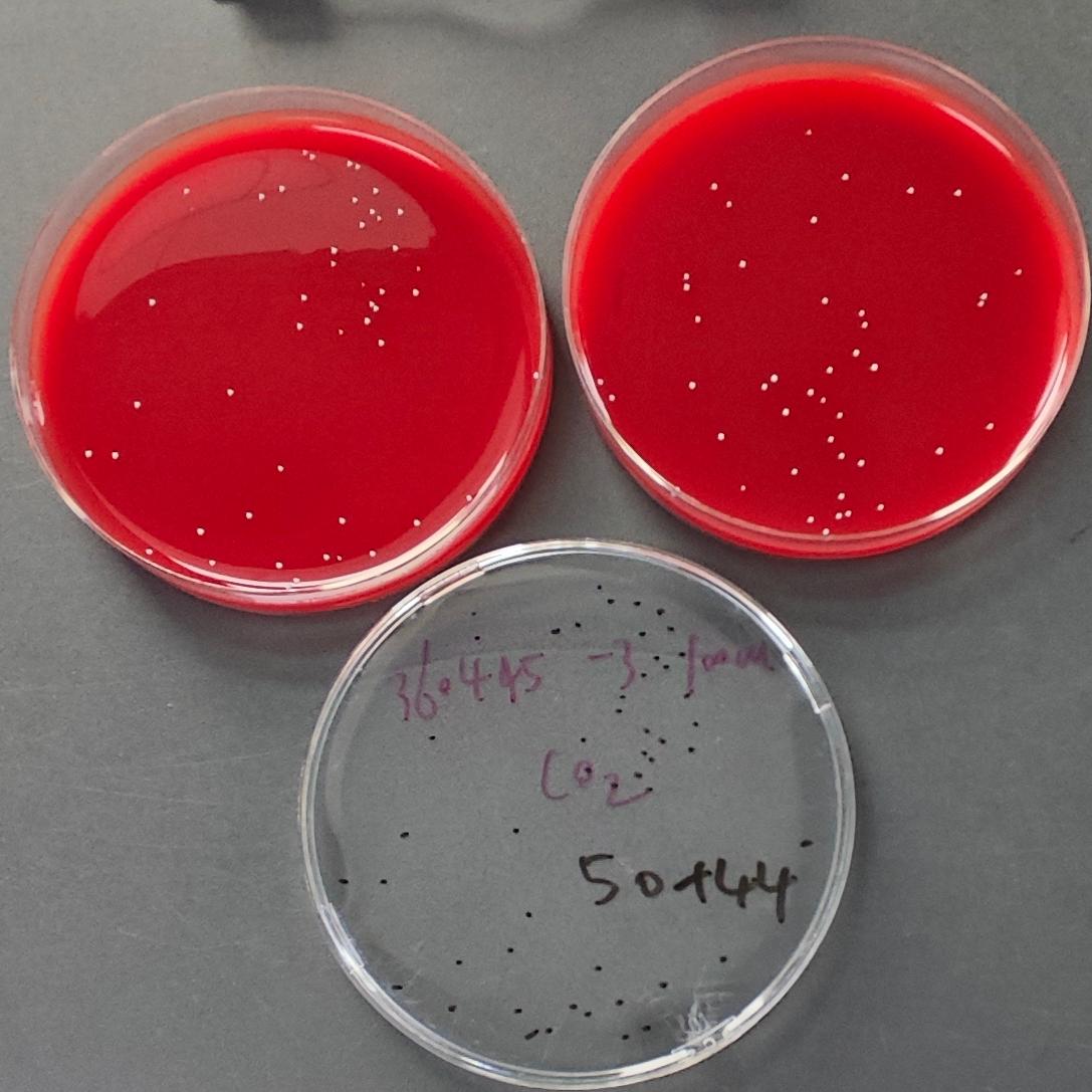 Intermediate Streptococcus Quantified Strain-BNCC