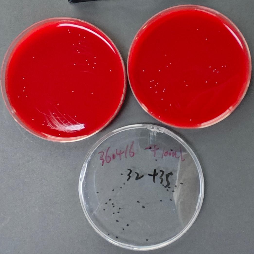 Quantitative strain of Streptococcus gallicidermophora-BNCC