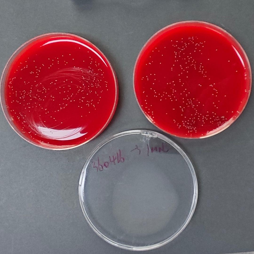Quantitative strain of Streptococcus gallicidermophora-BNCC