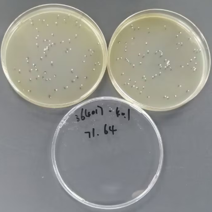 Opportunistic Mycobacterium subspecies Quantified Strain-BNCC