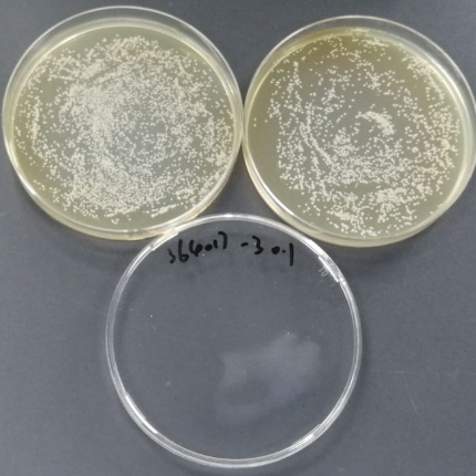 Opportunistic Mycobacterium subspecies Quantified Strain-BNCC