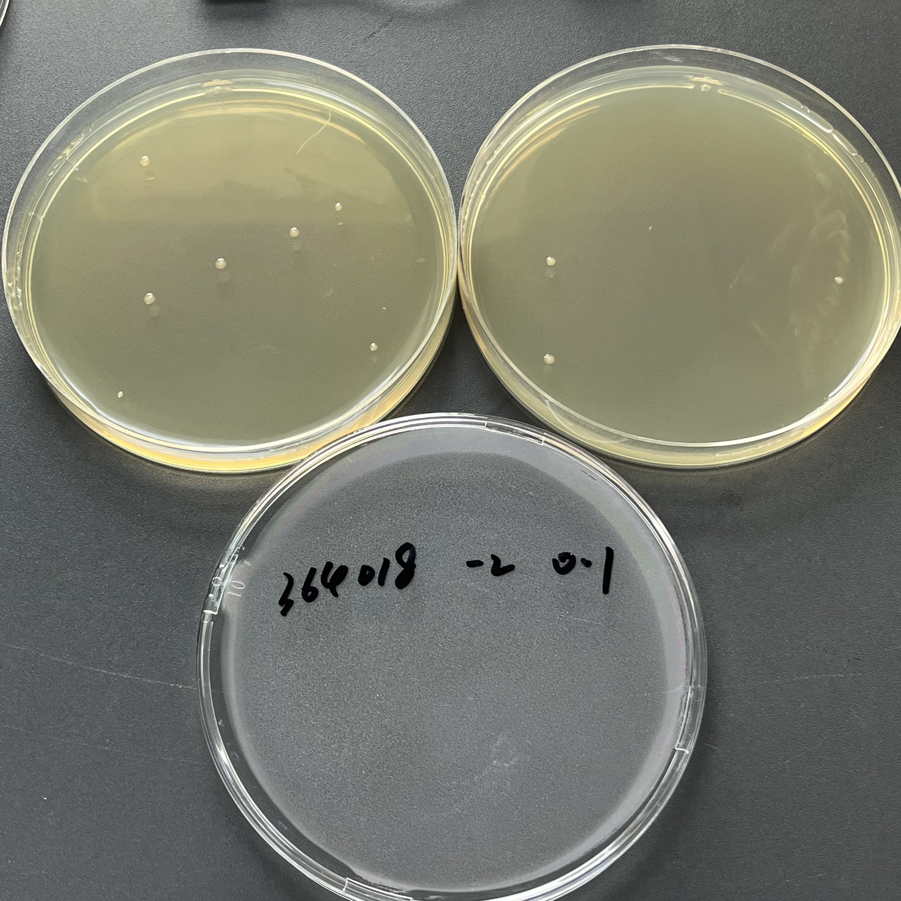 Escherichia coli K12 Quantitative Strain-BNCC