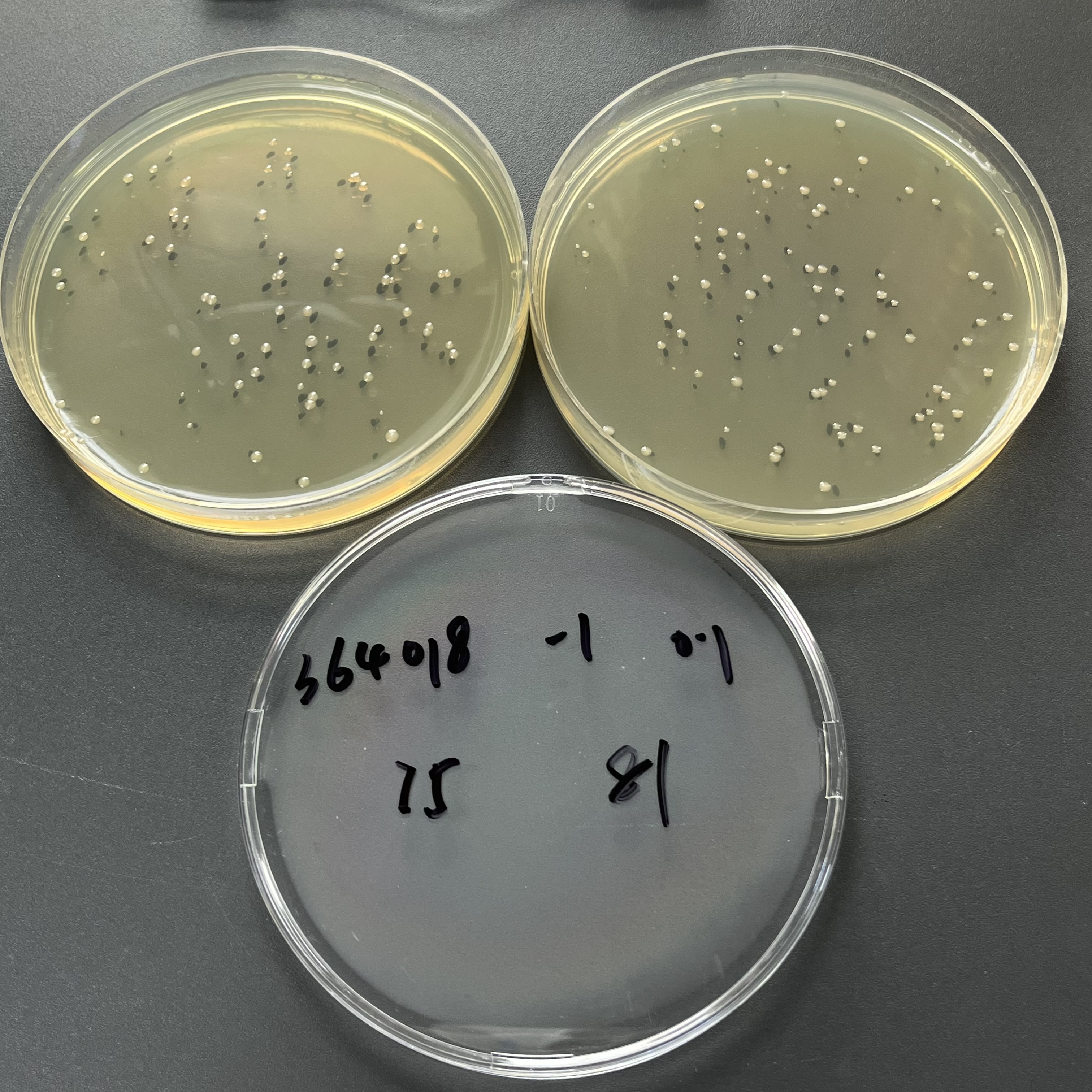Escherichia coli K12 Quantitative Strain-BNCC
