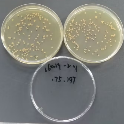 Bacillus subtilis Black Variant Quantitative Strain-BNCC