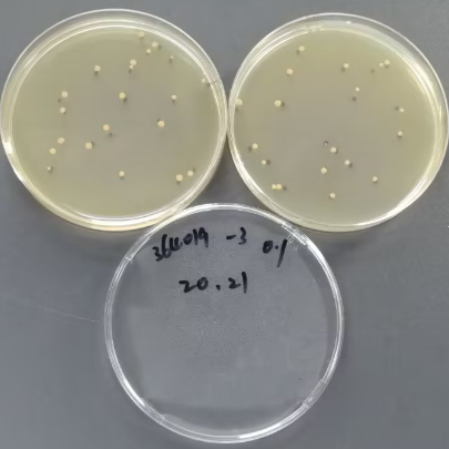 Bacillus subtilis Black Variant Quantitative Strain-BNCC