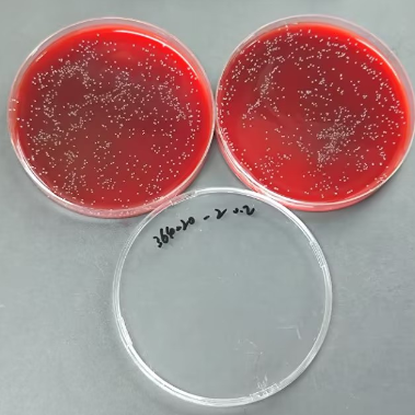 Streptococcus pyogenes Quantitative Strain-BNCC