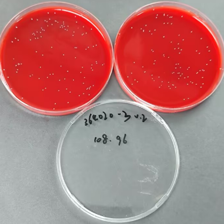Streptococcus pyogenes Quantitative Strain-BNCC