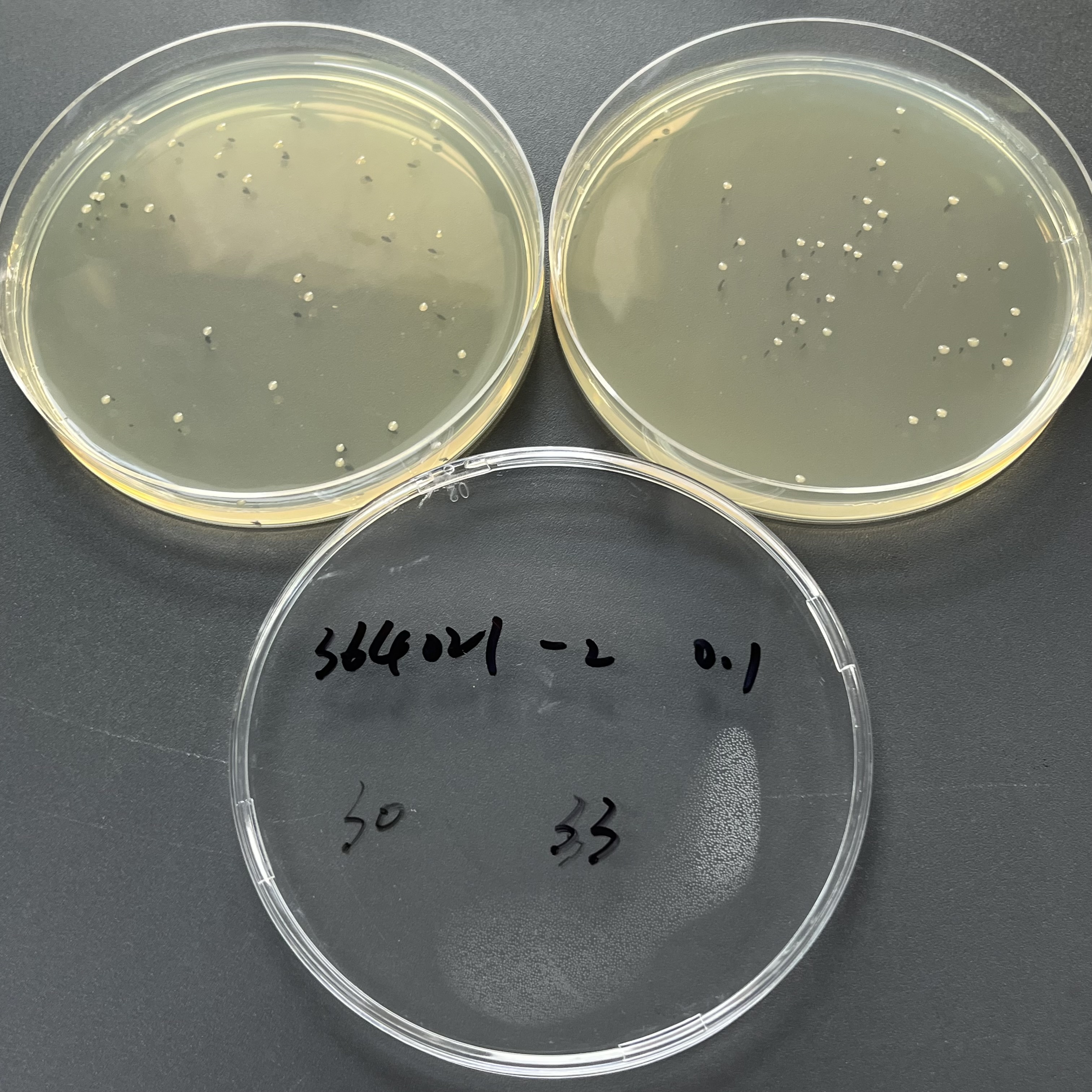 Cronobacter sakazakii Quantitative Strain-BNCC