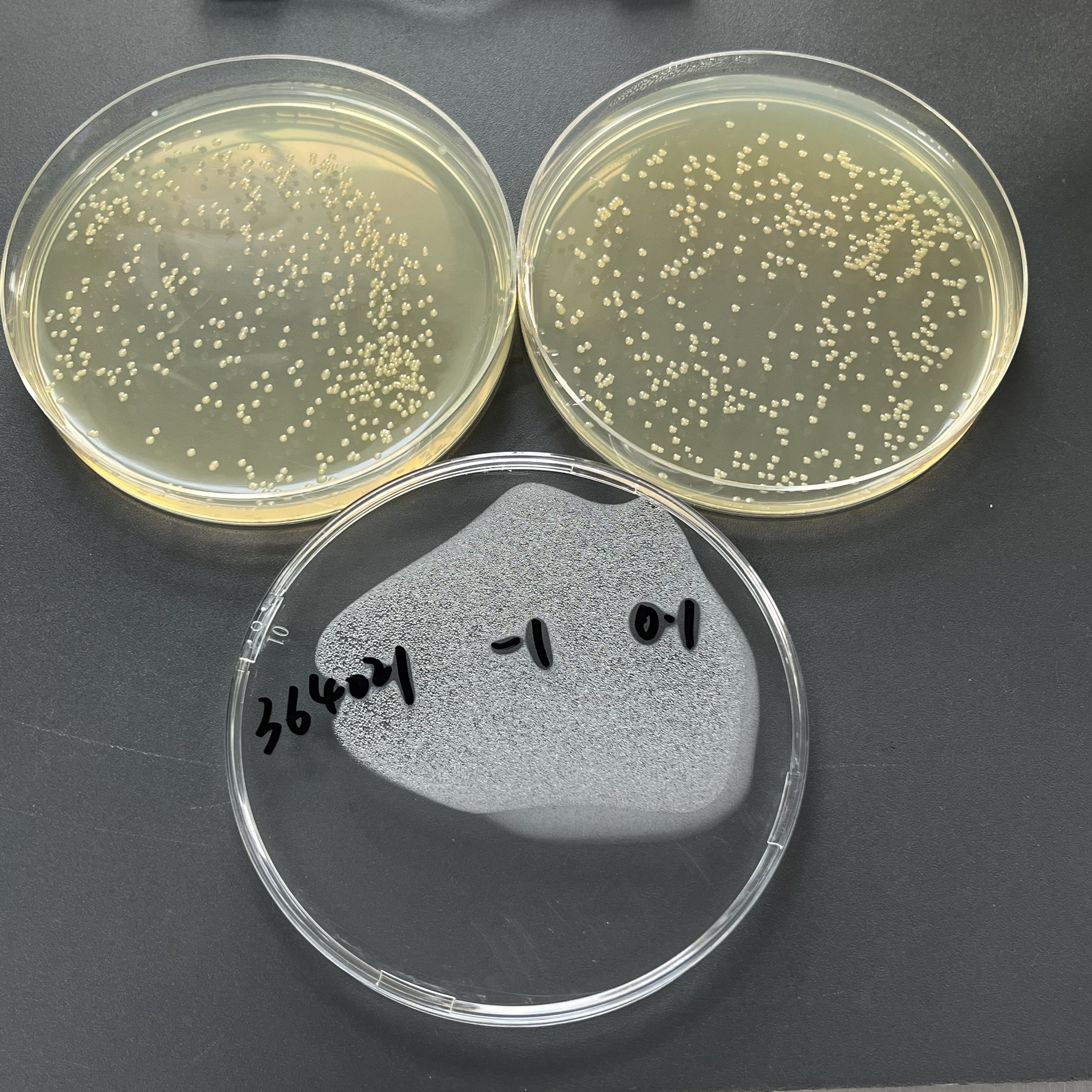 Cronobacter sakazakii Quantitative Strain-BNCC