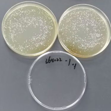 Mycobacterium abscessus Quantitative Strain-BNCC