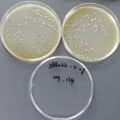 Mycobacterium abscessus Quantitative Strain-BNCC