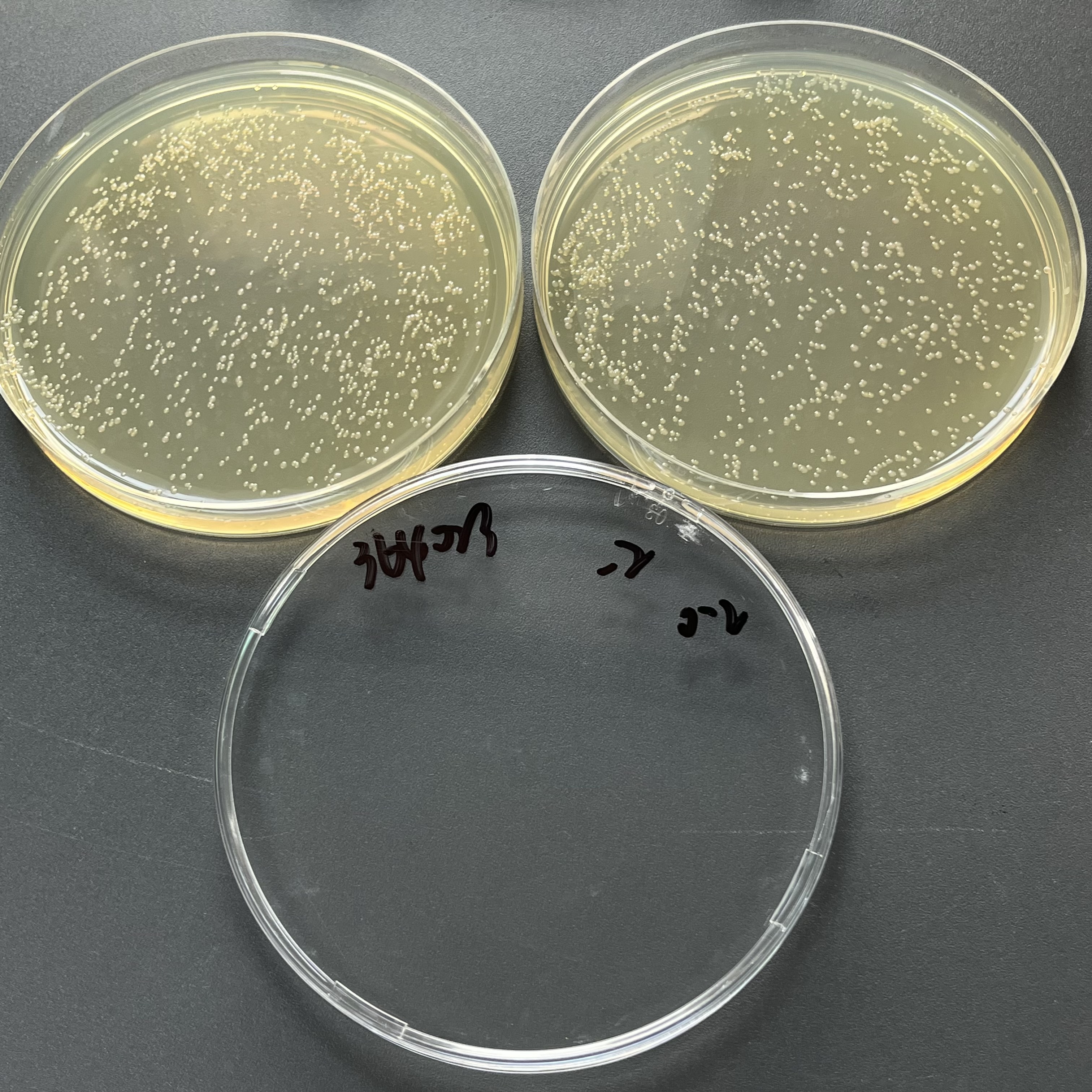 Quantitative strain of Pseudomonas aeruginosa-BNCC